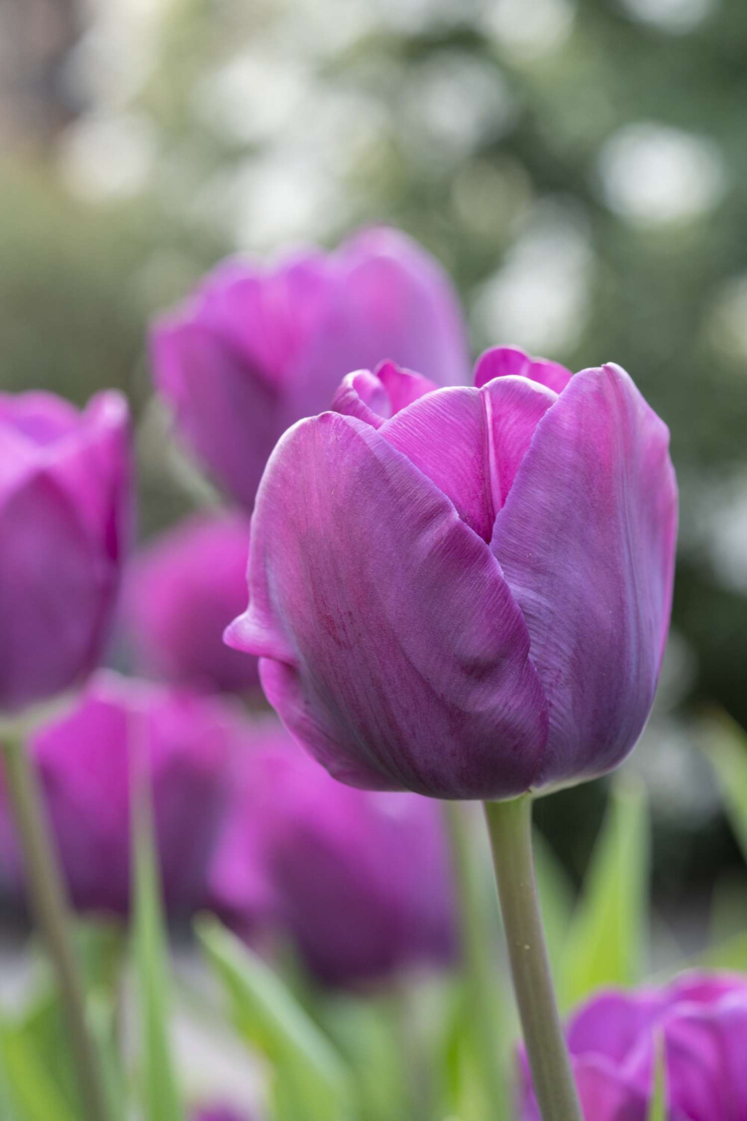 Tulipe 'Negrita'